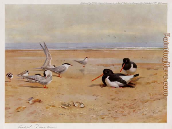 Oyster Catchers Terns and Ringed Plovers